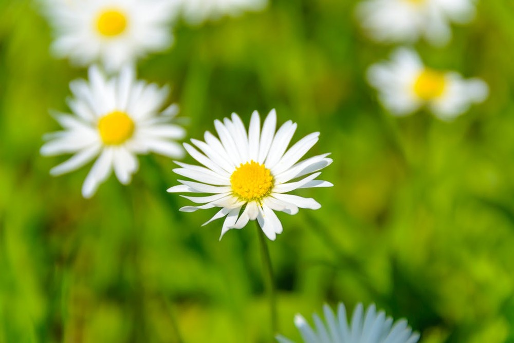 Photo Mix via pexels / CC0 License